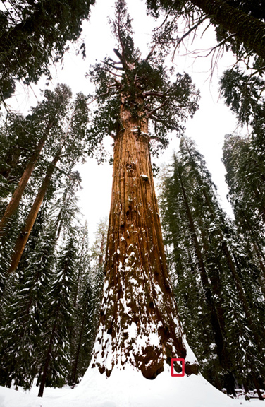 Lara Bank Giant Sequoia General Sherman